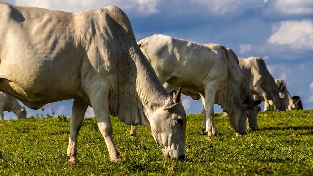 Du boeuf aux hormones brésilien dans nos assiettes